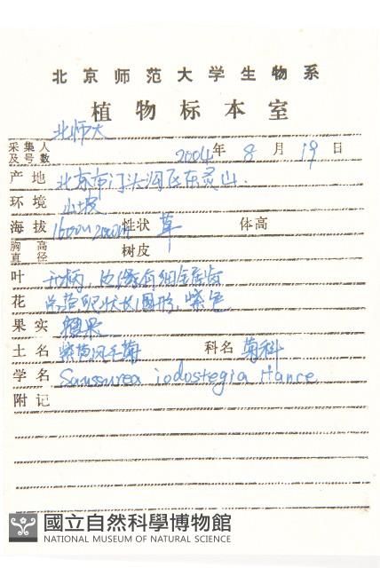 紫苞鳳毛菊藏品圖，第2張