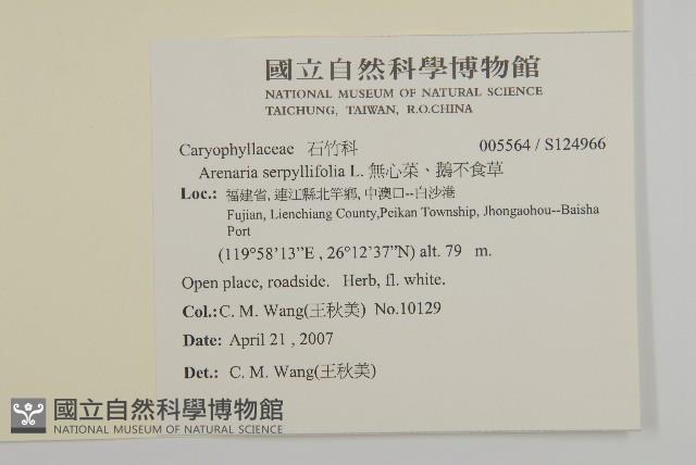 無心菜、鵝不食草藏品圖，第2張