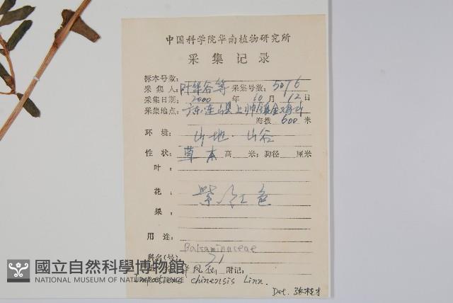 華鳳仙藏品圖，第2張