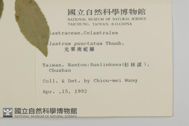 光果南蛇藤藏品圖，第2張