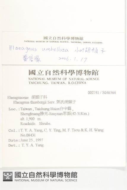 小葉胡頹子藏品圖，第2張