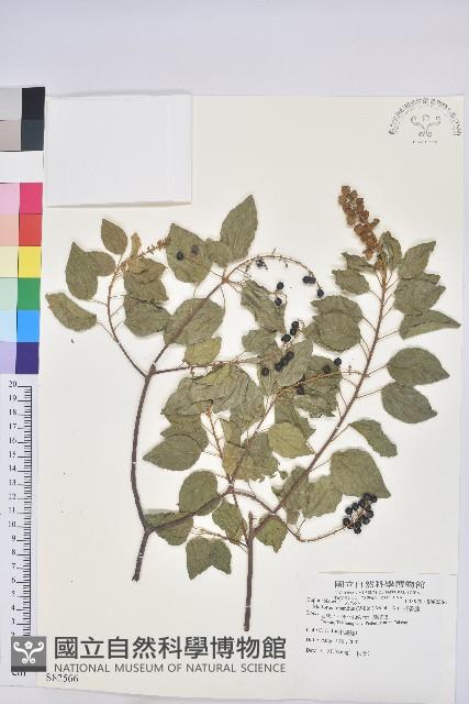 扛香藤藏品圖，第1張