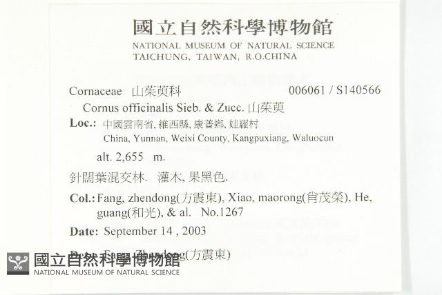 山茱萸藏品圖，第2張