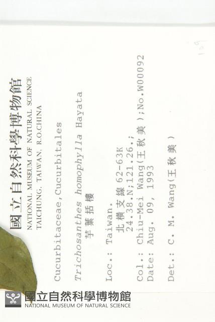 芋葉括樓藏品圖，第2張