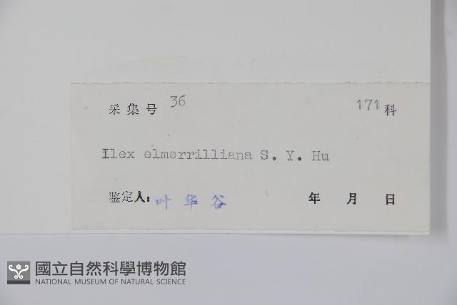 厚葉冬青藏品圖，第2張