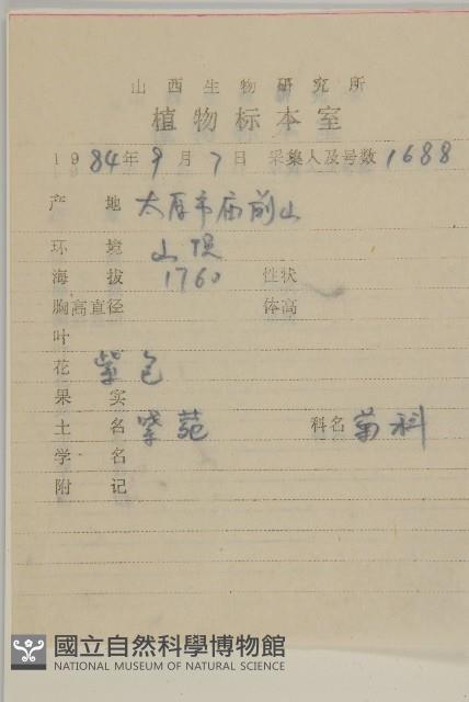 紫菀藏品圖，第2張