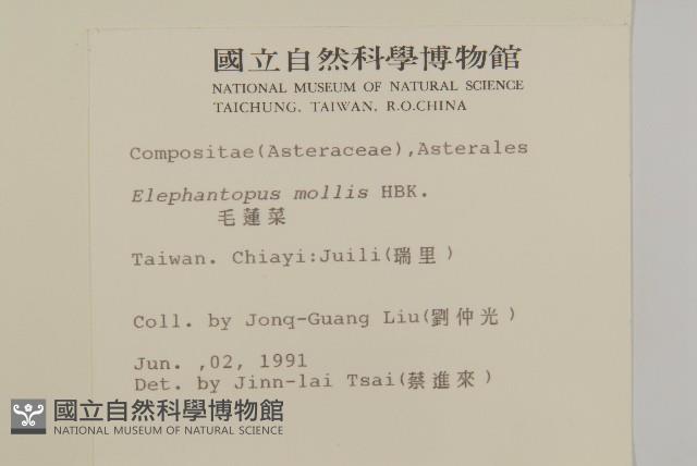 地膽草、毛蓮菜藏品圖，第2張