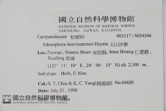 玉山沙參藏品圖，第2張