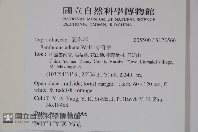 接骨草藏品圖，第2張