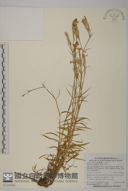 玉山石竹藏品圖，第1張