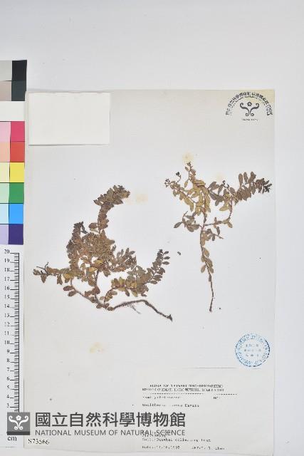 高山白珠樹藏品圖，第1張