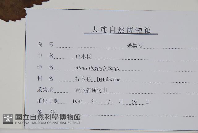 色木楊藏品圖，第2張