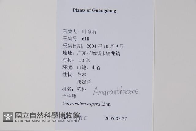 土牛膝藏品圖，第2張