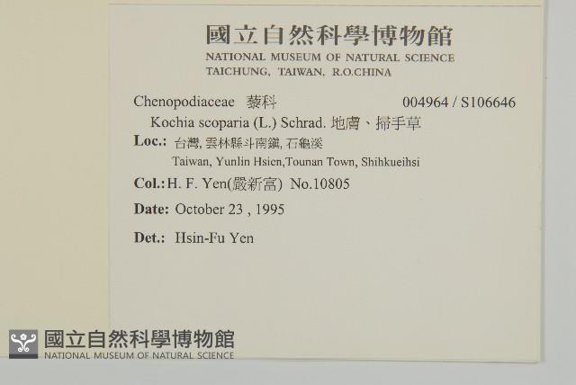 地膚、掃手草藏品圖，第2張