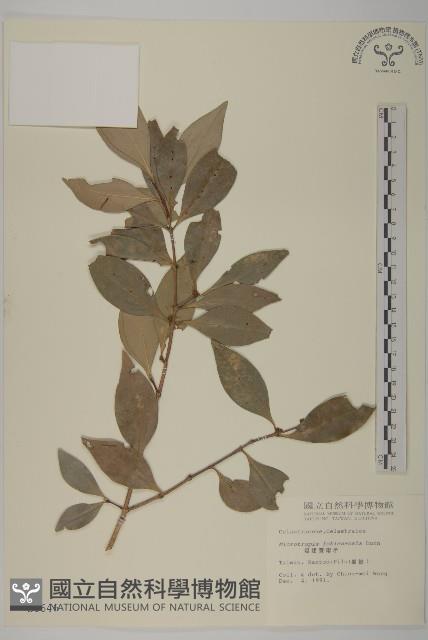 福建賽衛矛、福建假衛矛藏品圖，第1張