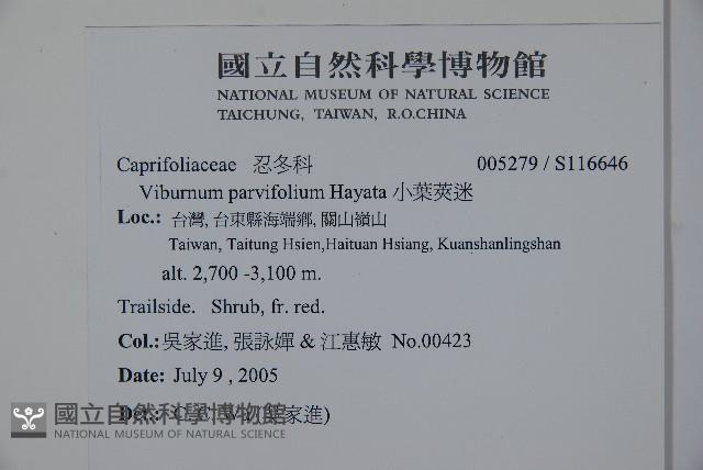 小葉莢迷藏品圖，第2張