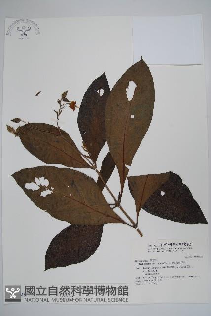 假酸漿藏品圖，第1張