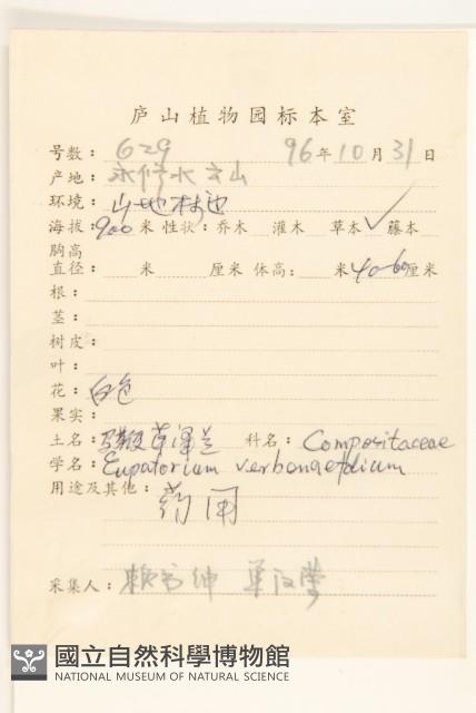 馬鞭草澤蘭藏品圖，第2張