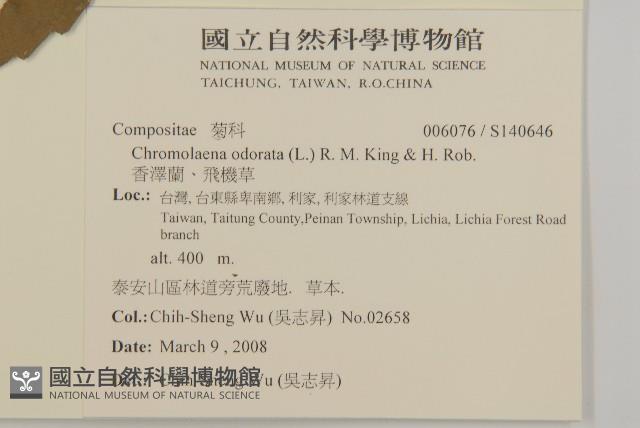 香澤蘭、飛機草藏品圖，第2張