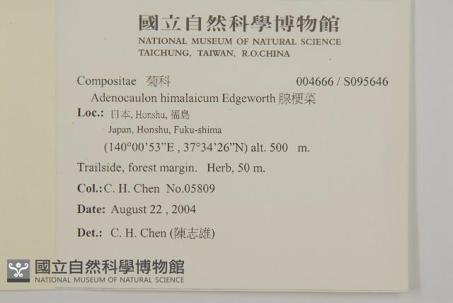 腺梗菜藏品圖，第2張