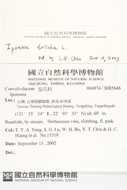 紅花野牽牛藏品圖，第2張