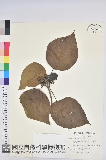 血桐藏品圖，第1張