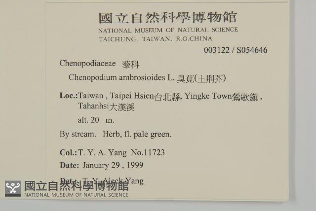 臭杏、土荊芥藏品圖，第2張