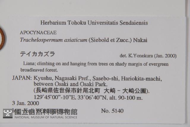 亞洲絡石藏品圖，第2張