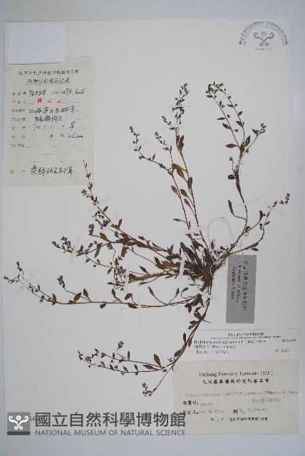 細纍子草藏品圖，第1張