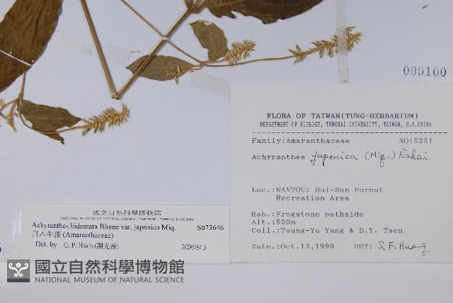 日本牛膝藏品圖，第2張