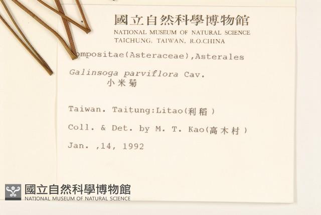 小米菊藏品圖，第2張