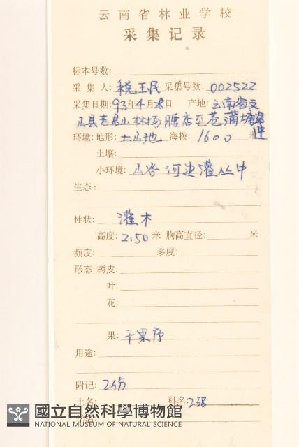 展枝斑鳩菊藏品圖，第2張