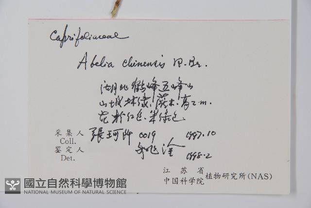 臺灣糯米條藏品圖，第2張