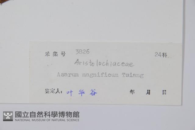 祁陽細辛藏品圖，第2張