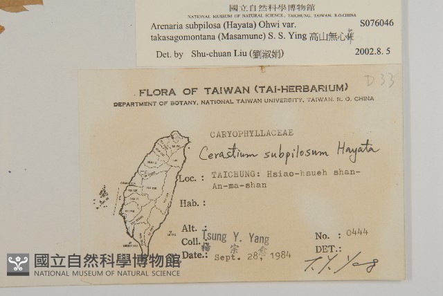 高山無心菜藏品圖，第2張