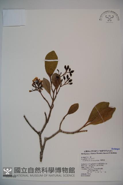 珊瑚樹藏品圖，第1張