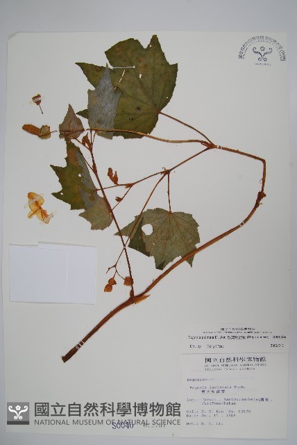 裂葉秋海棠藏品圖，第1張