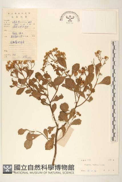 Indian pluchea Collection Image, Figure 1, Total 3 Figures