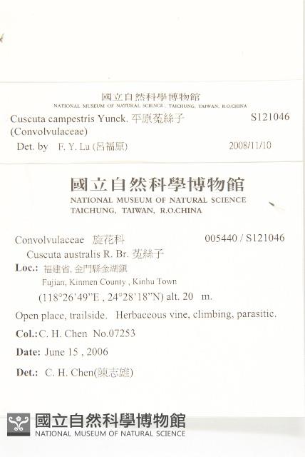 平原菟絲子藏品圖，第2張