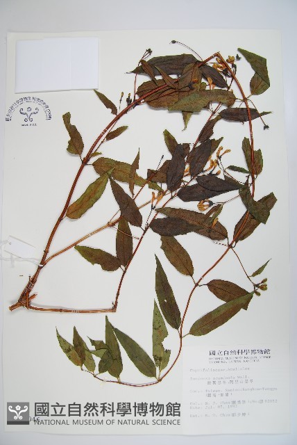 阿里山忍冬、漸尖葉忍冬藏品圖，第1張