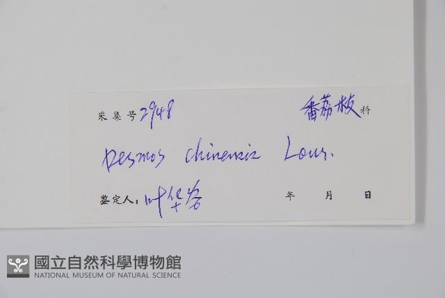 假鷹爪藏品圖，第2張