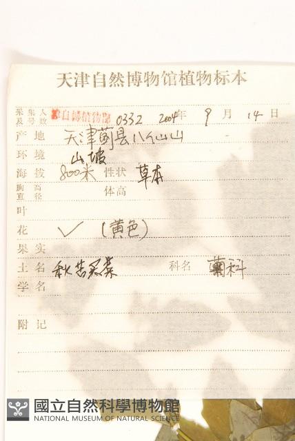 苦實菜藏品圖，第2張