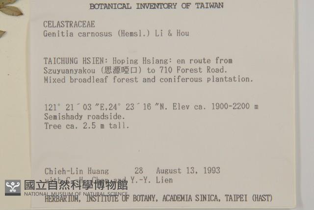 厚葉衛矛藏品圖，第2張