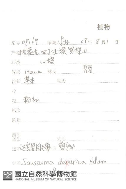 達烏里鳳毛菊藏品圖，第2張