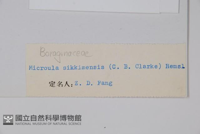 微孔草藏品圖，第2張