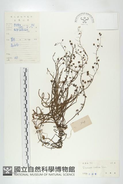 長葉茅膏菜藏品圖，第1張