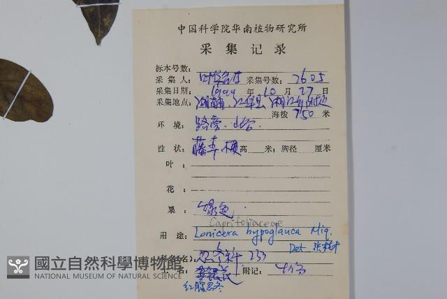 裡白忍冬、紅腺忍冬藏品圖，第2張