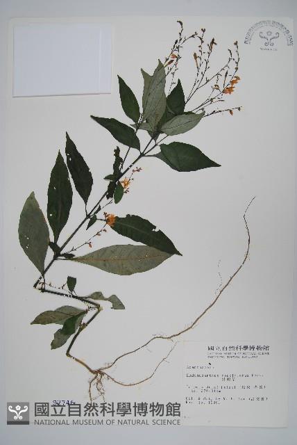 針刺草藏品圖，第1張