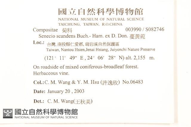 蔓黃菀藏品圖，第2張