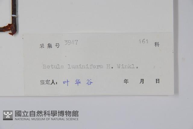 亮葉樺藏品圖，第2張